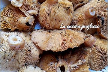 Funghi Marieddhri - lacucinapugliese--